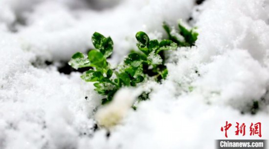 必一体育下载“神州北极”漠河迎滑雪今秋首雪 冰雪旅游季即将启幕(图2)