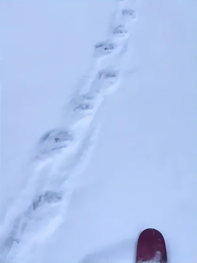 必一体育滑雪常识新疆一滑雪场有游客被埋身亡？目击者拍下视频(图5)